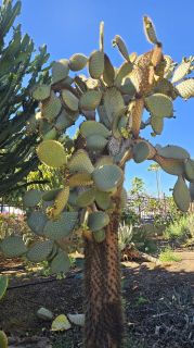 GC-Parque Botanico de Maspalomas 2025-008.jpg